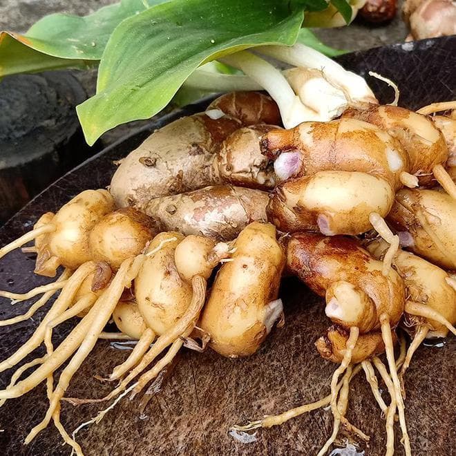 沙姜的种植方法和技巧