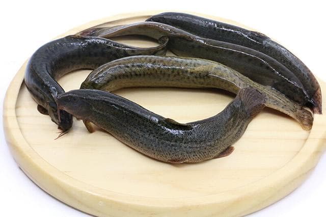 泥鳅：从形态特征到养殖技术的全面解析