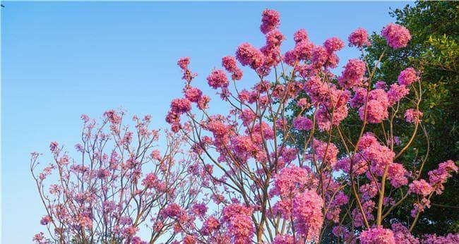 紫花风铃木的花语与美丽魅力（探秘紫花风铃木的意义与传说）