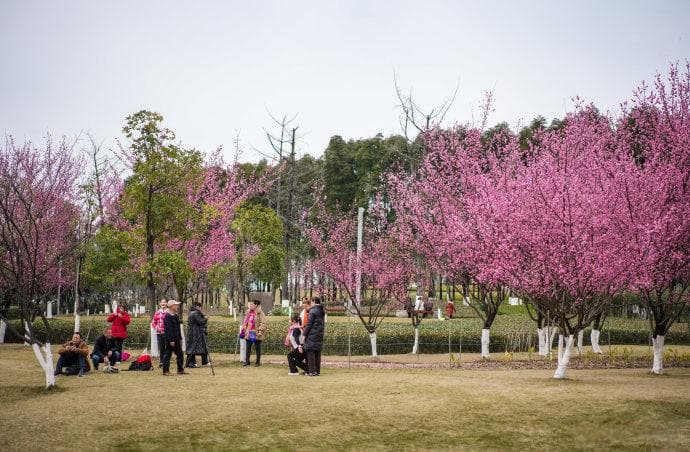 重庆一个被人忽略的赏花地：亚洲最大的中央公园，梅花开得正艳