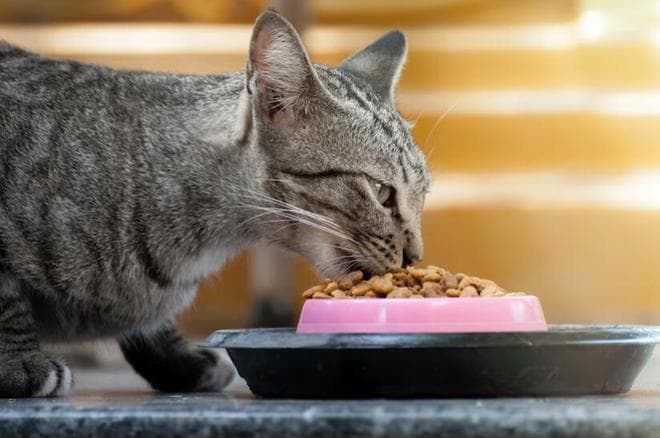 猫粮应该怎么选？选择猫粮究竟要考虑哪些因素？