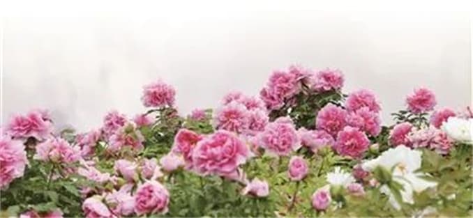 洛阳：新场景新业态上新 邀您共赴牡丹盛会
