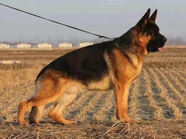 德国牧羊犬：聪明、易训的多功能犬种