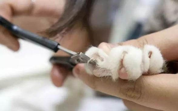 捡到小猫如何饲养？这份实用指南请收好