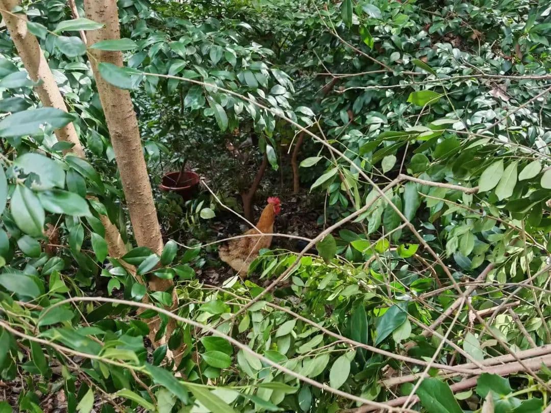 上海一小区居民绿化带养鸡扰民，城管执法队：普法教育后自行整改