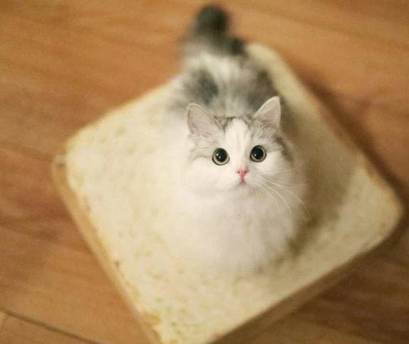 猫咪的鼻子为什么总是湿湿的，是流鼻涕吗？资深猫奴：当然不是