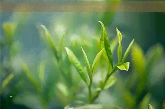 普洱茶的保肝护肝效果及其科学原理解析