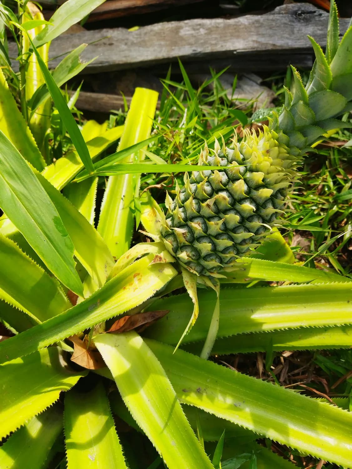 菠萝助消化，你吃对了吗？