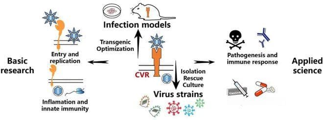 Nature重磅：中国科学家首次提出人工设计病毒受体，为病毒学研究带来新突破