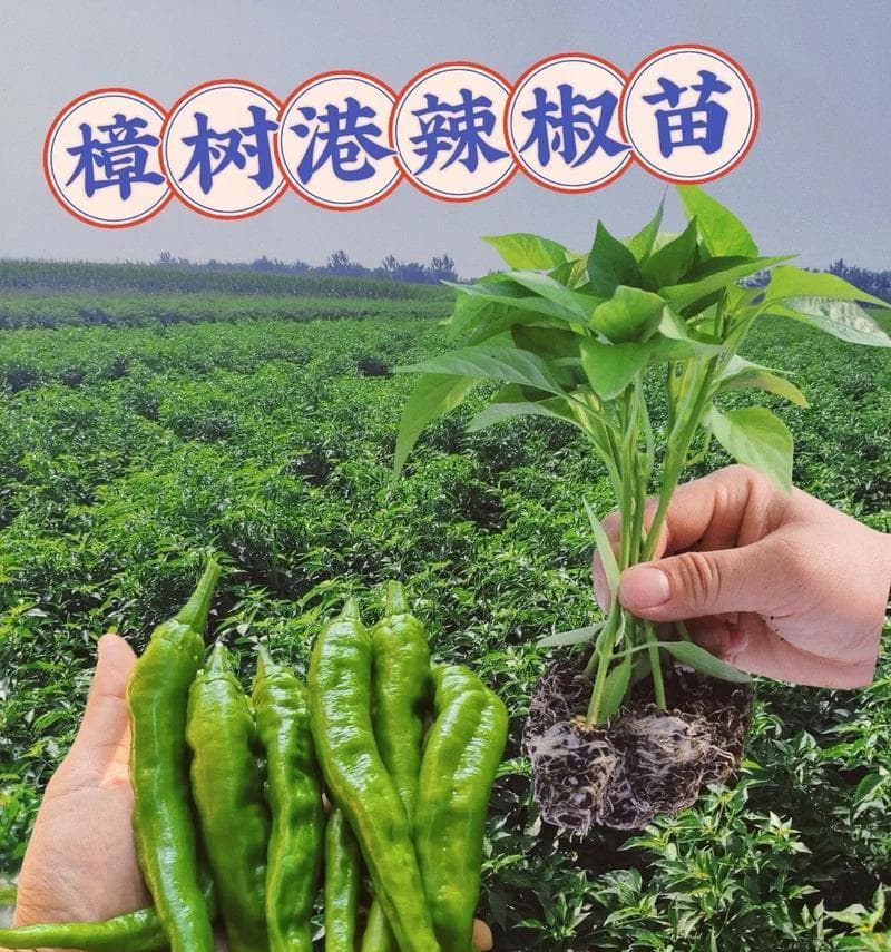秋季种植辣椒苗的注意事项（合适的月份、土壤条件、水分管理等关键要素）