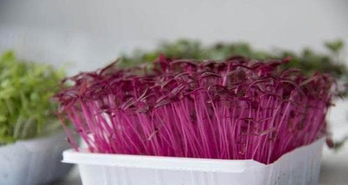 芽苗菜怎么种植（芽苗菜栽培技术要点）