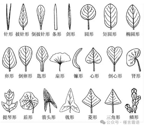 植物学基础知识：如何认识叶子？