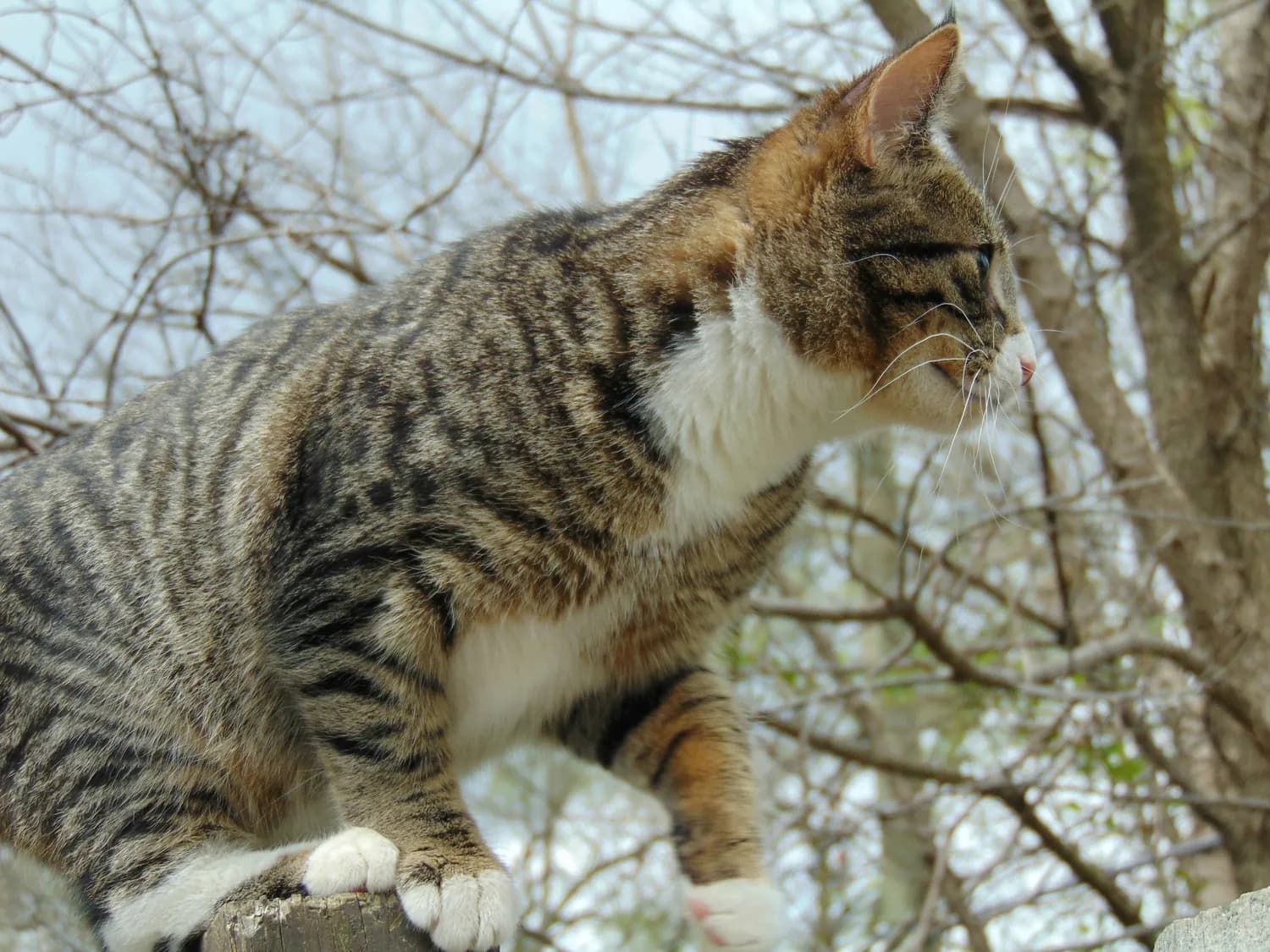 从非洲野猫到布偶猫：科技揭秘家猫进化历程