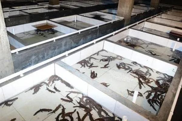 养殖娃娃鱼怎么管理，每天巡池观察水温和摄食情况