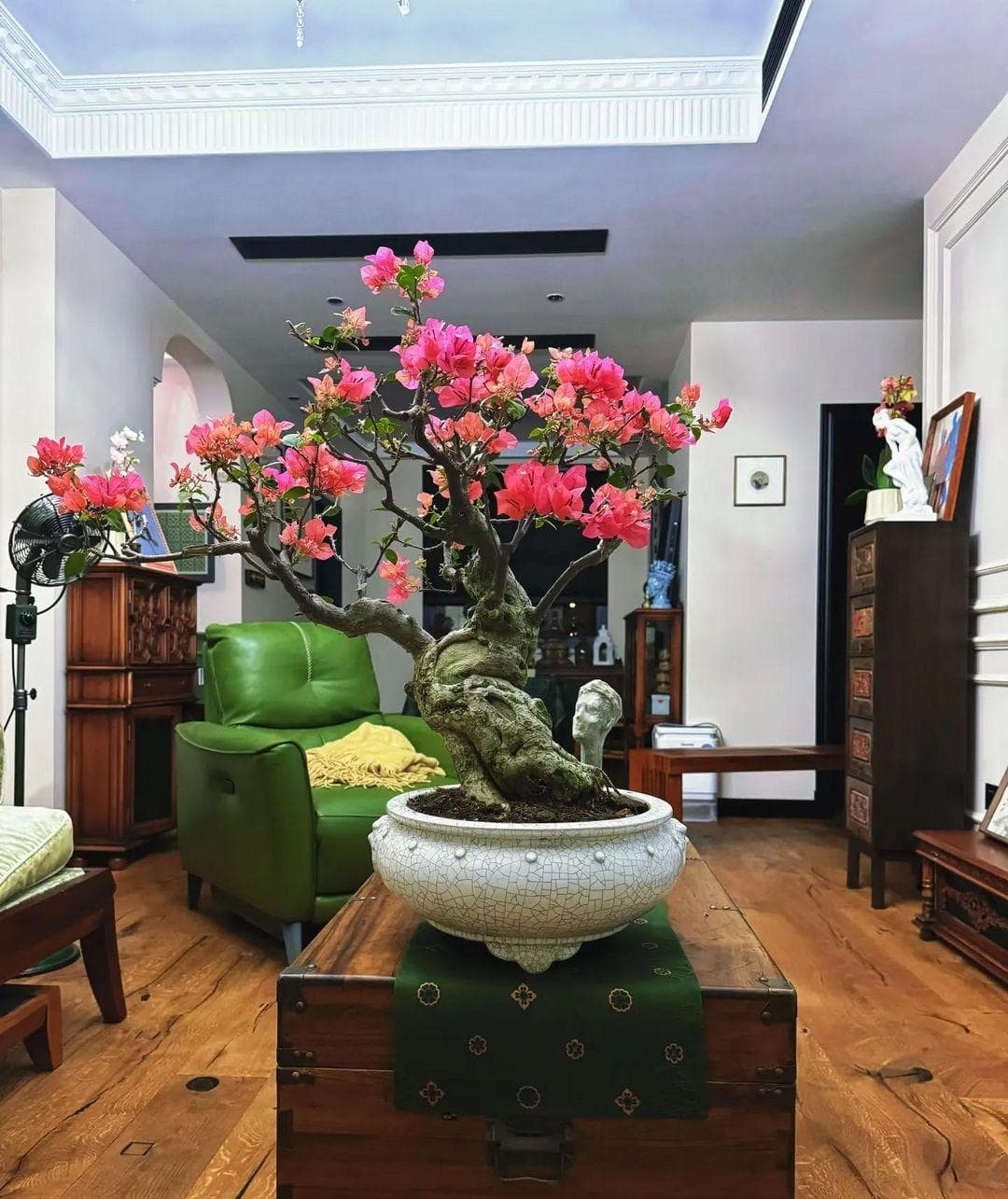 过年必养的三种植物：盆景、绿植与果树，寓意吉祥富贵