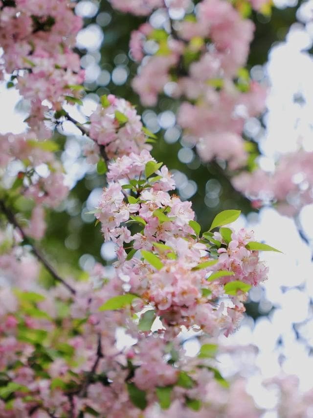 成都春季赏花攻略：海棠、油菜花、樱花等花卉观赏指南