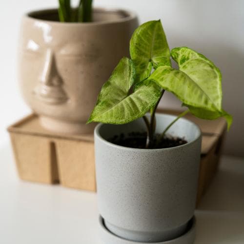 培育成长：智能盆栽植物的进化