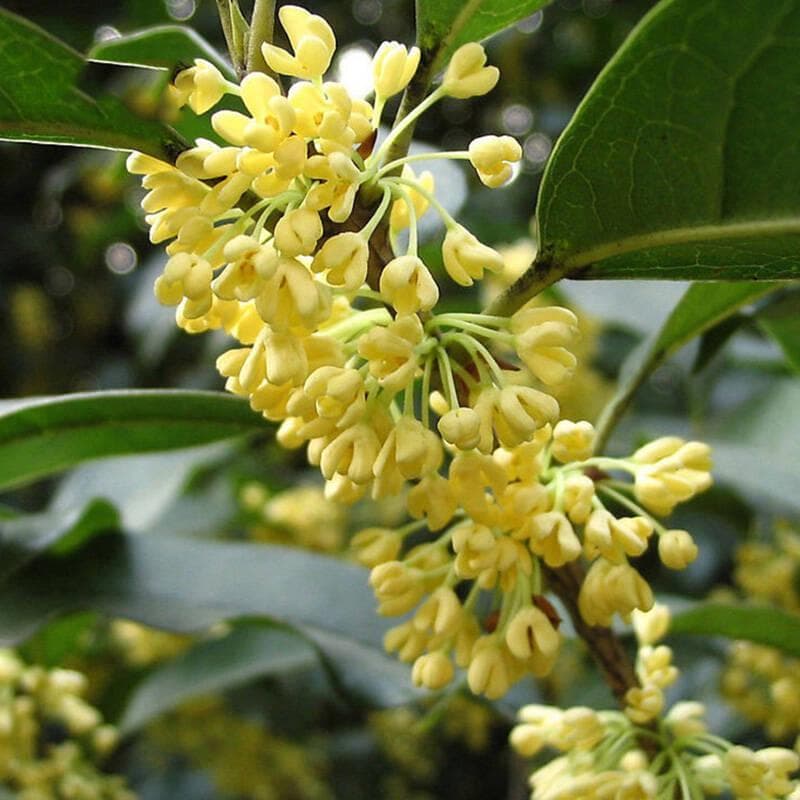 四季桂花叶子干枯脱落怎么办？全方位养护指南