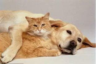 猫咪比狗狗聪明吗？科学家终于有了答案！