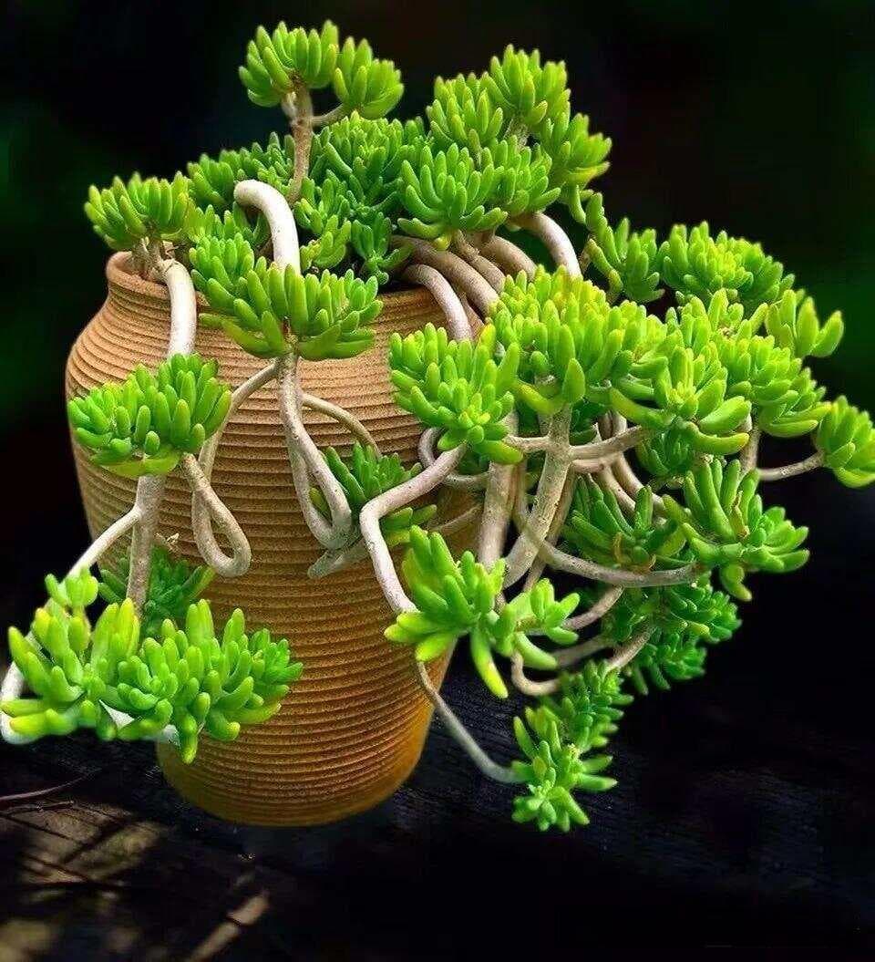 这几款多肉长得清雅别致，观赏价值很高，关键还易养护易繁殖，快收藏