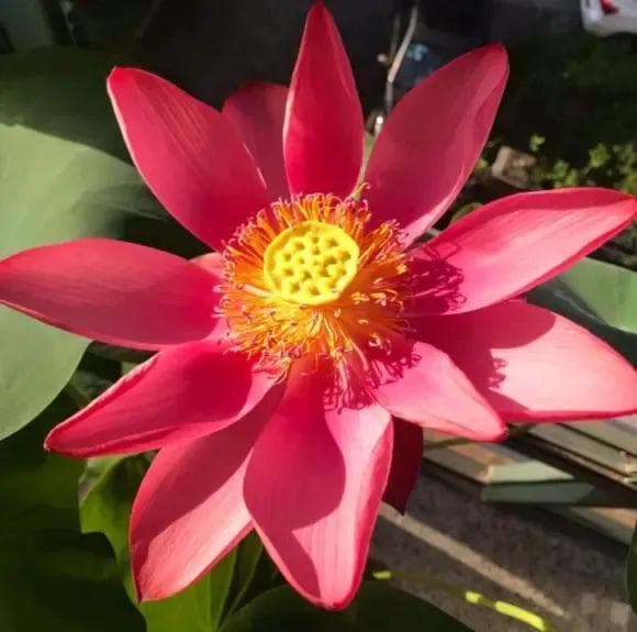 碗莲种植全攻略：最佳种植时间、环境要求与养护要点