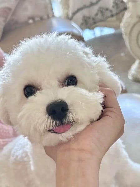 比熊犬晚上叫个不停？找出原因并有效应对
