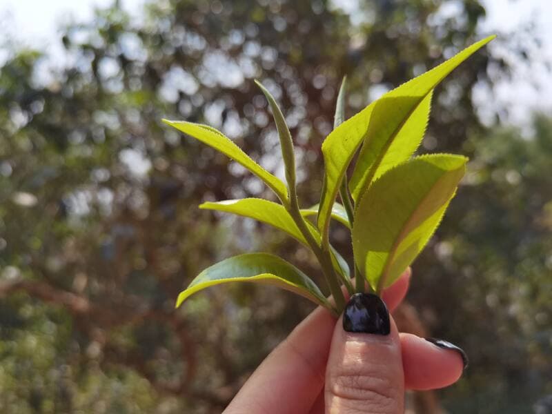 普洱茶的品质，跟哪些因素有关？