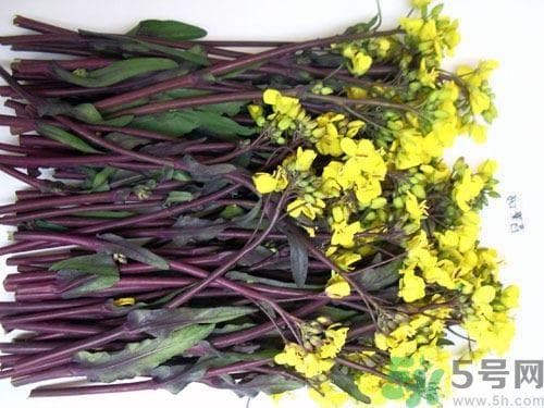 菜苔是油菜花吗？菜苔是不是油菜花？