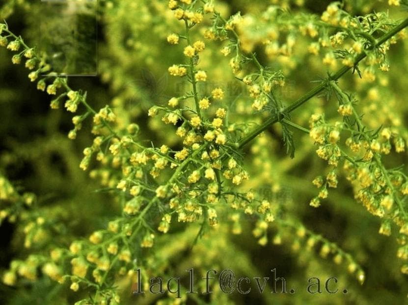 码住！这份“防蒿秘籍”你get了吗？
