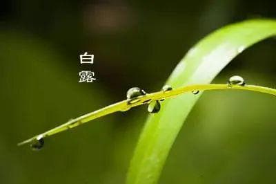 白露至，秋意浓——探寻二十四节气之白露