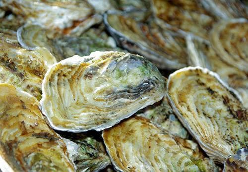 生蚝烹饪指南：不撬开能直接蒸吗？蒸多久最好？
