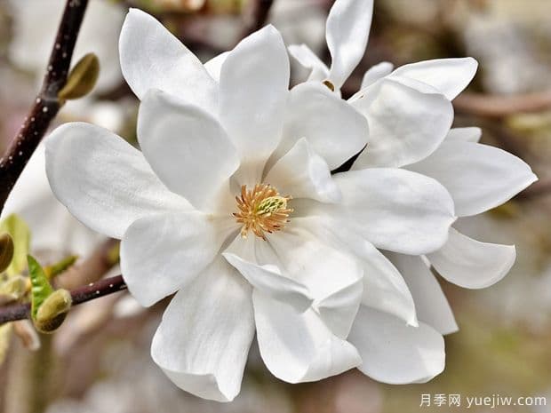 白玉兰在北方地区的种植与养护指南