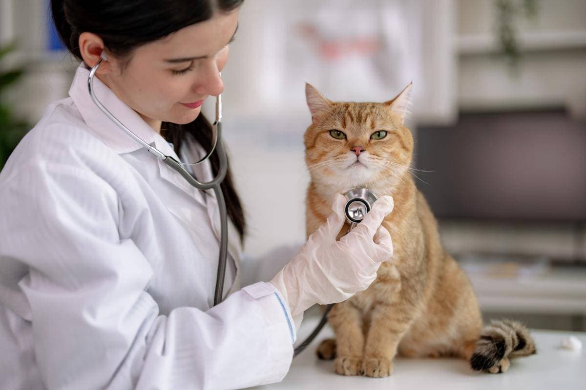 猫咪出现这8种行为，说明它已经“很疼”了，别傻傻不知