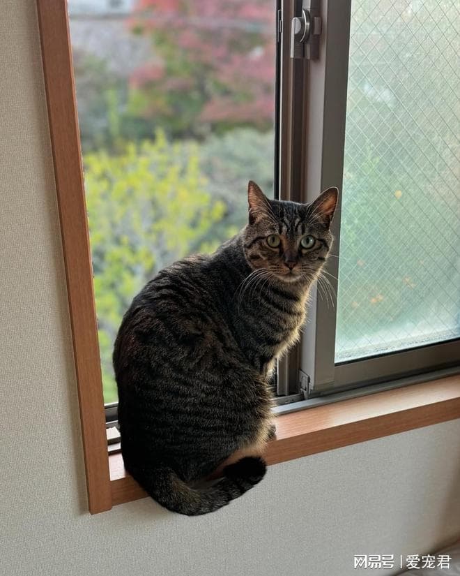 揭秘猫咪神奇的"归巢技能"：它们是如何找到回家的路？