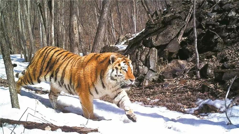 中国的东北虎、印度的孟加拉虎，谁更厉害？