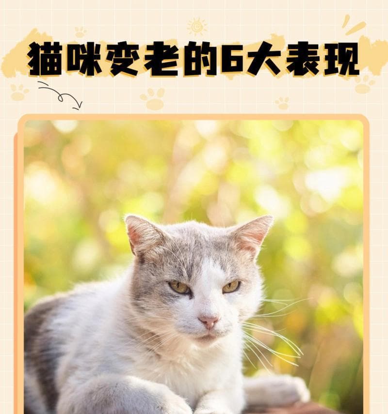 猫咪的不同年龄阶段对食物的需求（猫咪的饮食需求因年龄而异，关注它们的健康成长）