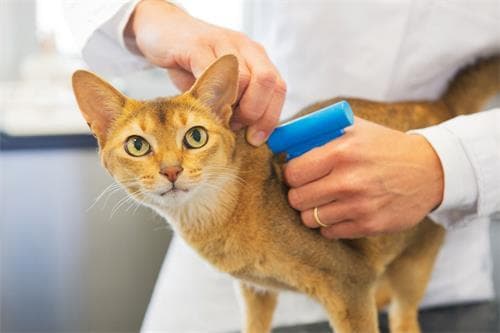 猫疫苗接种全攻略：从核心疫苗到接种反应
