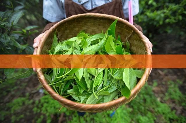普洱生茶串味处理全攻略：常见问题解答与正确保存方法