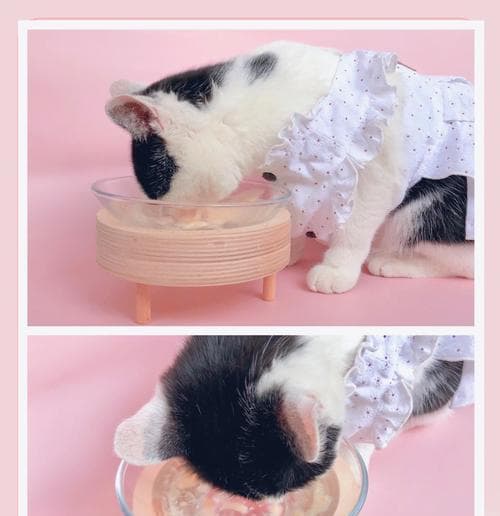 猫猫喝水和猫粮有关吗怎么喂？如何平衡猫的饮水和饮食？