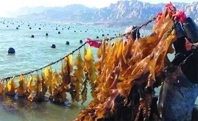 中国古代有海带吗？海带与昆布的关系揭秘