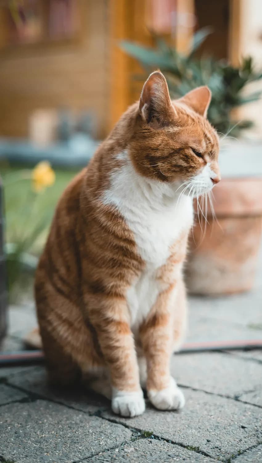 猫咪泌尿健康：心理压力大了也会影响排尿？