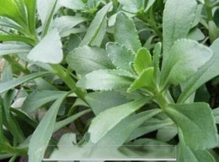 救心菜的功效与营养价值