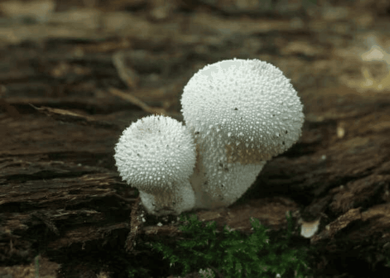 紧急提示：预防野生蘑菇中毒
