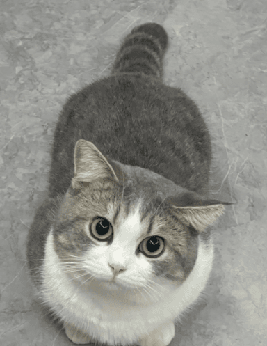 猫咪怀孕多久生？全面解析猫咪怀孕周期及护理指南