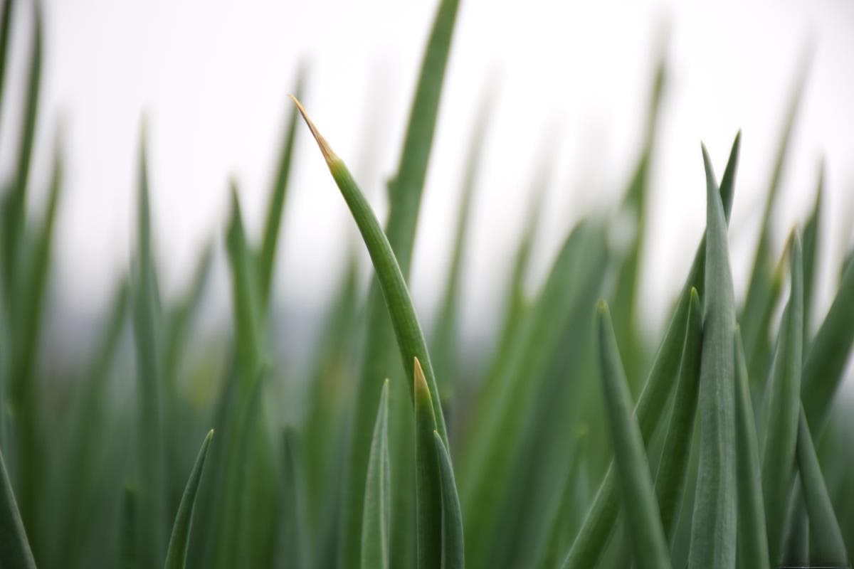 家庭种植红葱头：8月为最佳种植期，4个关键步骤详解