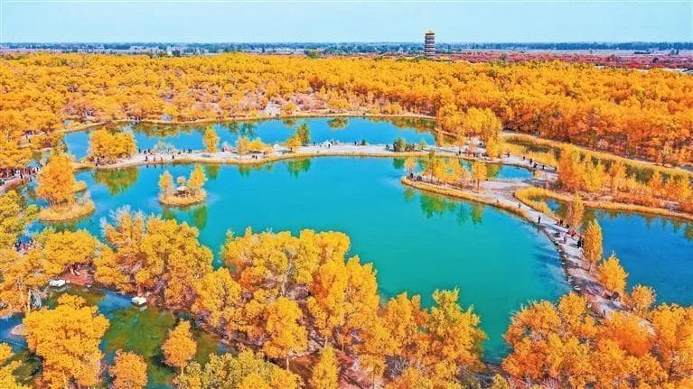 金塔胡杨 秋景如画