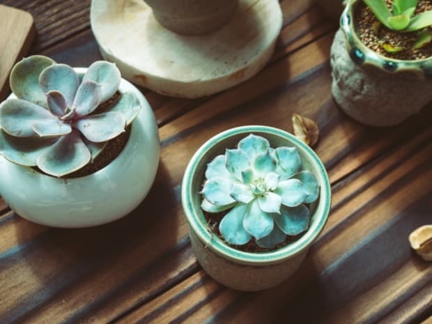 花盆里的陶粒有什么用？提升室内绿植环境的秘诀