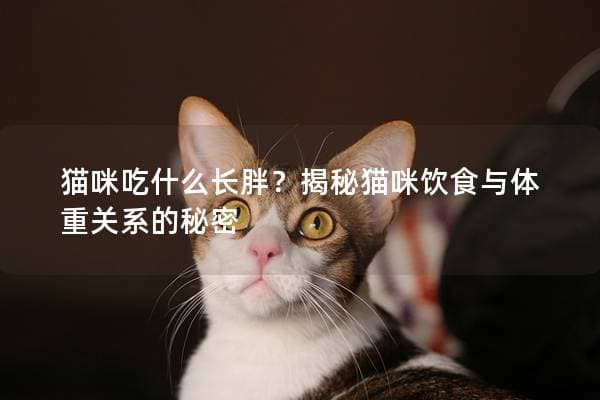 猫咪吃什么会长胖？揭秘猫咪饮食与体重关系的秘密
