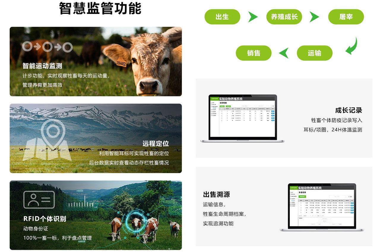 牛耳标与智慧养牛：现代牧场管理的核心技术应用