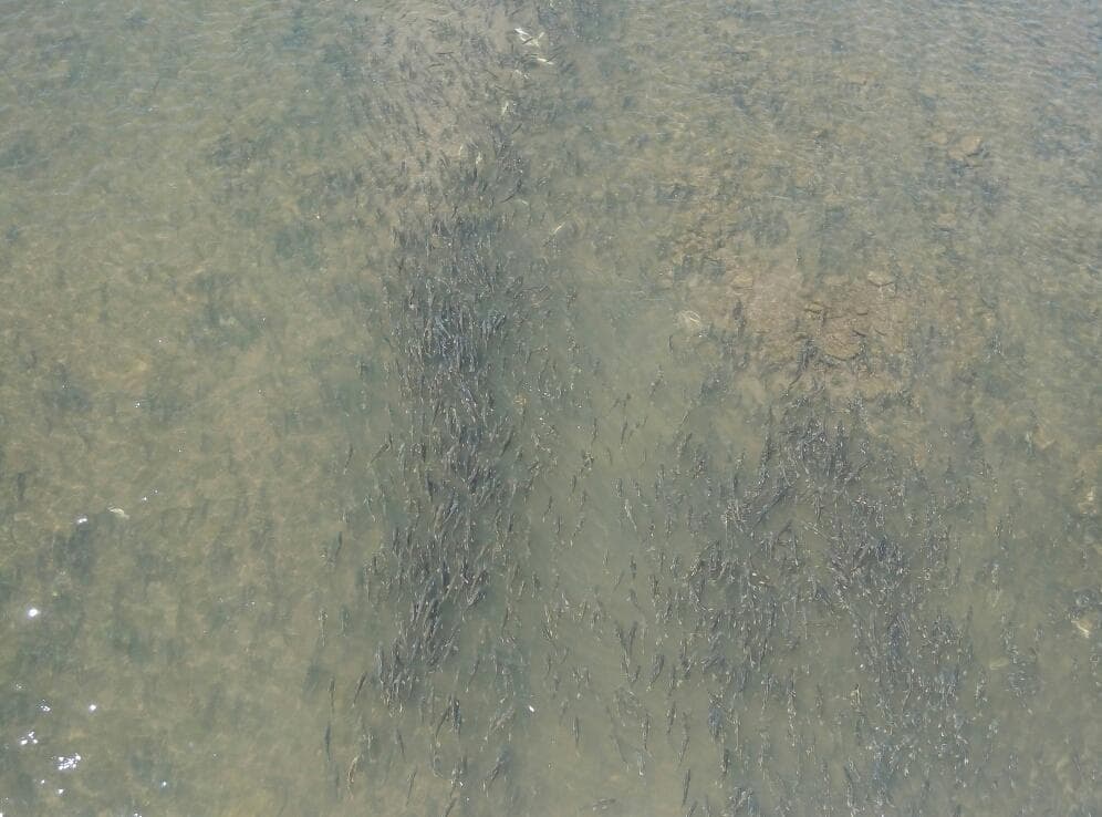 青海湖湟鱼洄游最佳观赏点